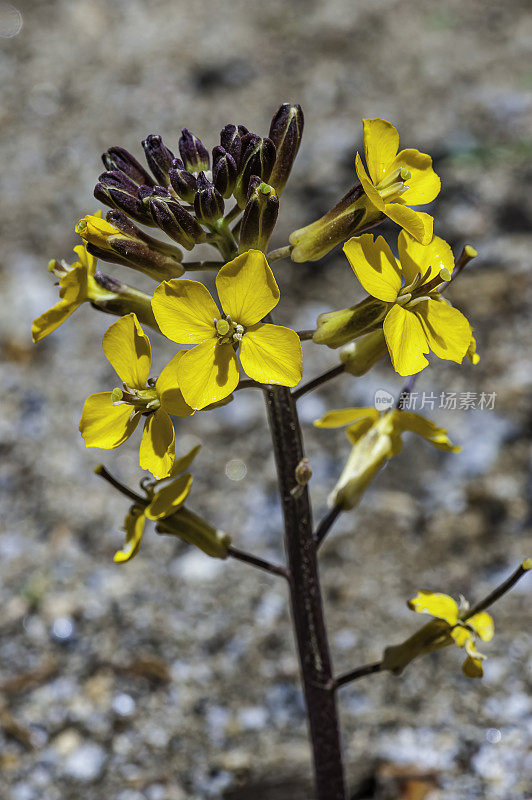 头状Erysimum capitatum是一种墙花，通常被称为沙丘墙花，西部墙花，或草原火箭。头状Erysimum capitatum变种头状。加州约塞米蒂国家公园。